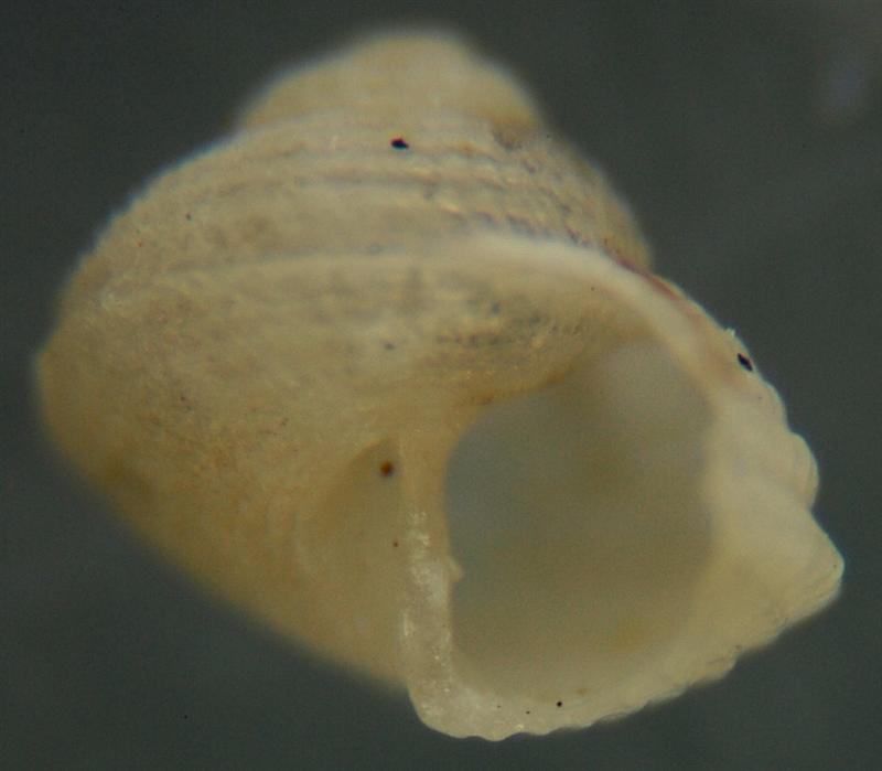 El Palo. detritro playa. Juvenil ?? 9